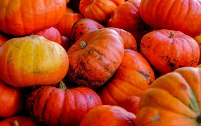 Kicking off Fall on good financial footing: What is telecom expense management?