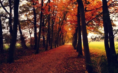 Fall Financial Makeover: Why you need Telecom Expense Management