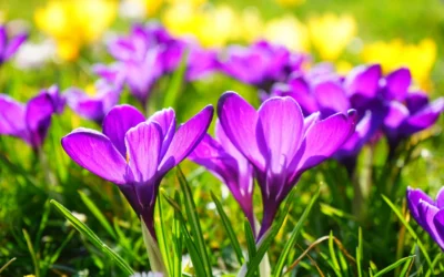 Spring Update from Valicom